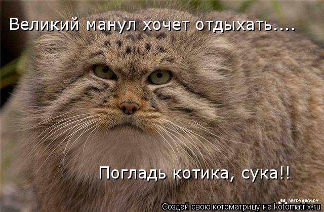 Котоматрица: Великий манул хочет отдыхать.... Погладь котика, сука!!