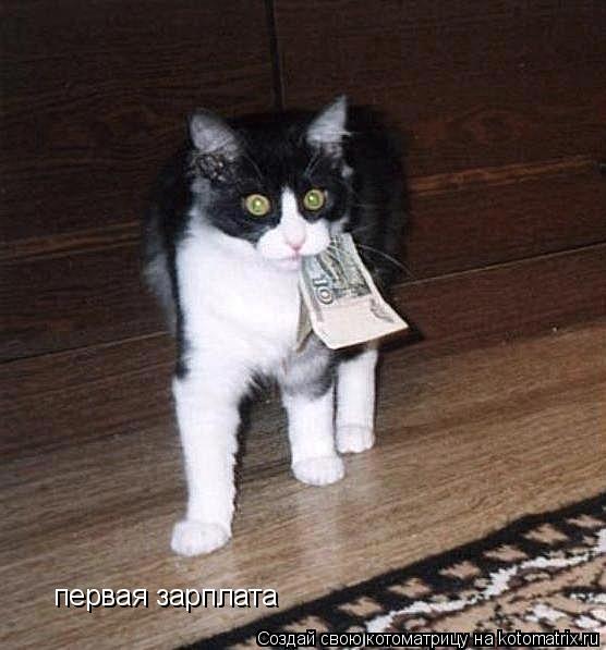 Котоматрица: первая зарплата