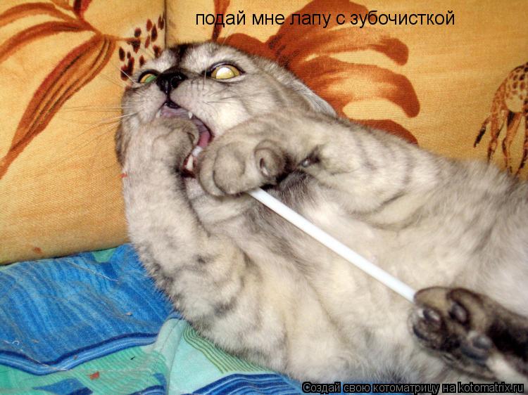 Котоматрица: подай мне лапу с зубочисткой