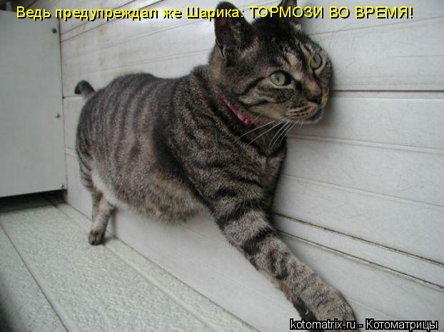 Котоматрица: Ведь предупреждал же Шарика: ТОРМОЗИ ВО ВРЕМЯ!
