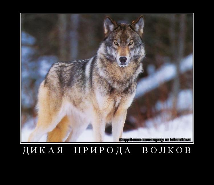 Котоматрица: Д И К А Я     П Р И Р О Д А     В О Л К О В 