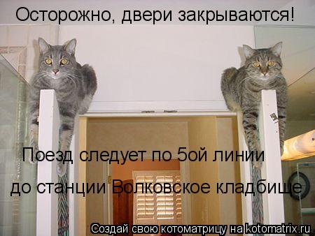 Котоматрица: Осторожно, двери закрываются! Поезд следует по 5ой линии до станции Волковское кладбище