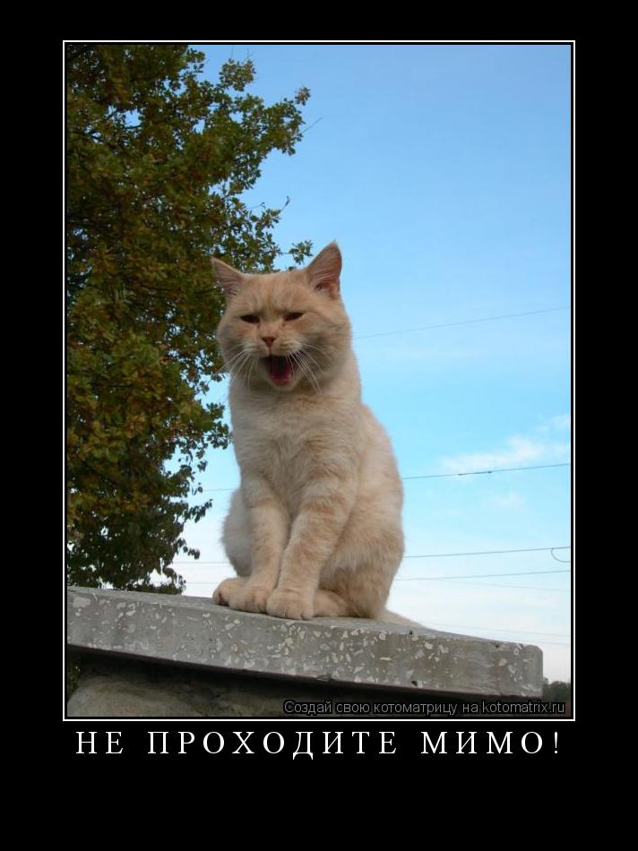 Котоматрица: Н Е   П Р О Х О Д И Т Е   М И М О ! 
