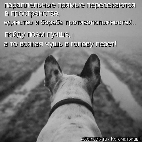 параллельные прямые пересекаются в пространстве, единство и борьба противоположностей.. пойду поем л... Котоматрица: параллельные прямые пересекаются в пространстве, единство и борьба противоположностей.. пойду поем лучше, а то всякая чушь в голову лезет!