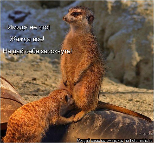 Имидж не что! Жажда все! Не дай себе засохнуть!... Котоматрица: Имидж не что! Жажда все! Не дай себе засохнуть!