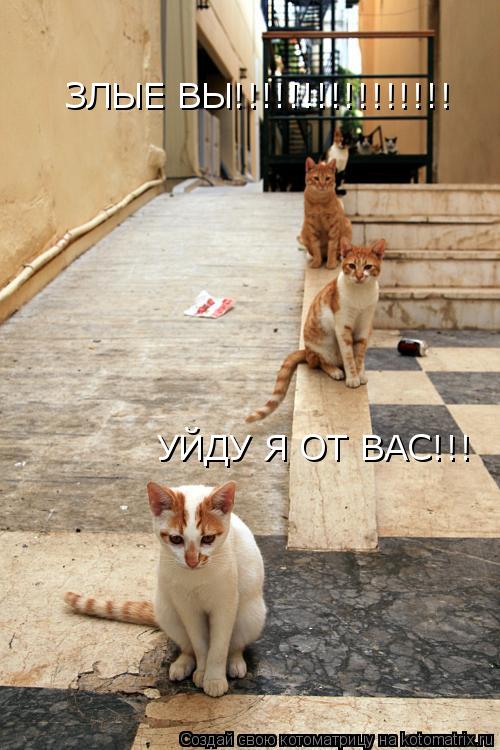 Котоматрица: ЗЛЫЕ ВЫ!!!!!!!!!!!!!!!! УЙДУ Я ОТ ВАС!!!