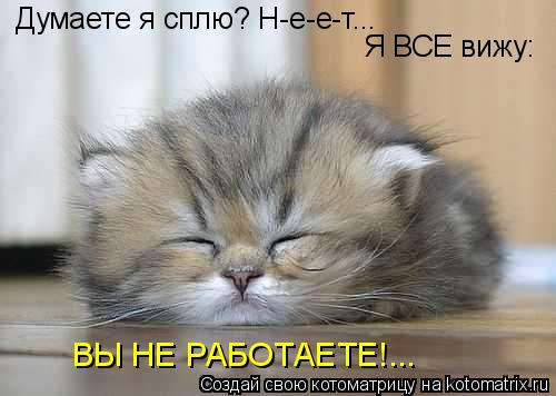 Котоматрица: Думаете я сплю? Н-е-е-т... Я ВСЕ вижу: ВЫ НЕ РАБОТАЕТЕ!...