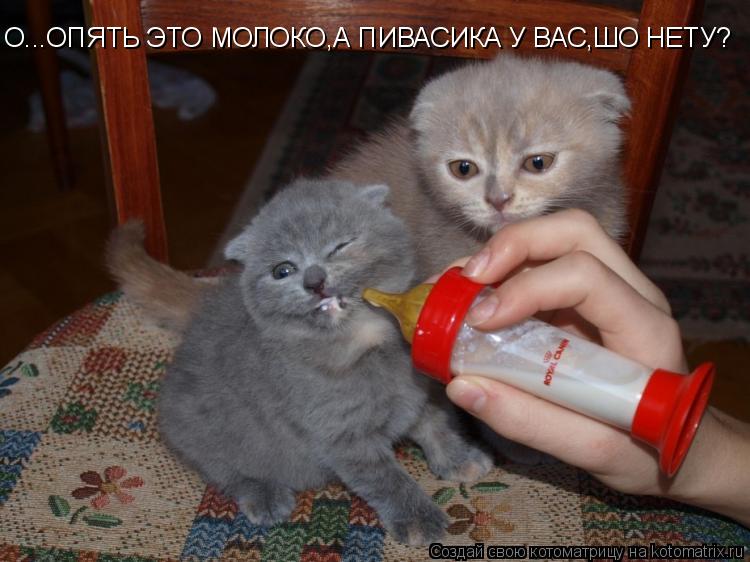 О...ОПЯТЬ ЭТО МОЛОКО,А ПИВАСИКА У ВАС,ШО НЕТУ?... Котоматрица: О...ОПЯТЬ ЭТО МОЛОКО,А ПИВАСИКА У ВАС,ШО НЕТУ?