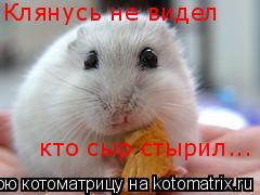 Котоматрица: Клянусь не видел  кто сыр стырил...