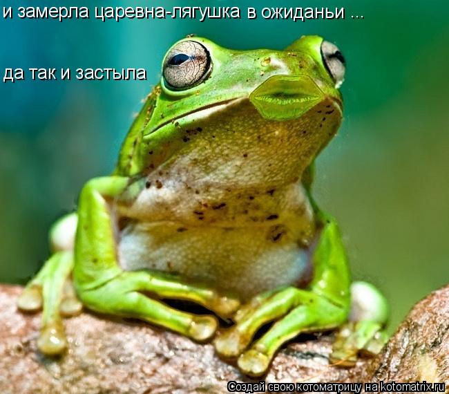 Котоматрица: и замерла царевна-лягушка в ожиданьи ... да так и застыла