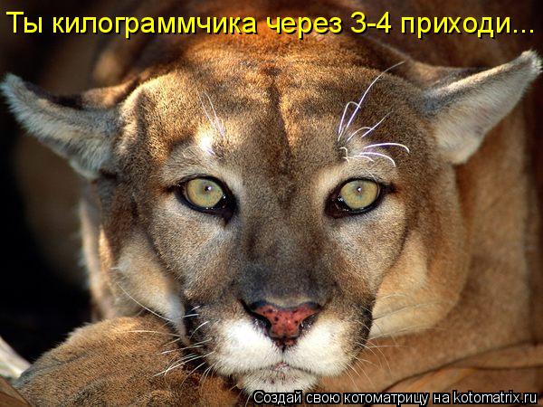 Котоматрица: Ты килограммчика через 3-4 приходи...