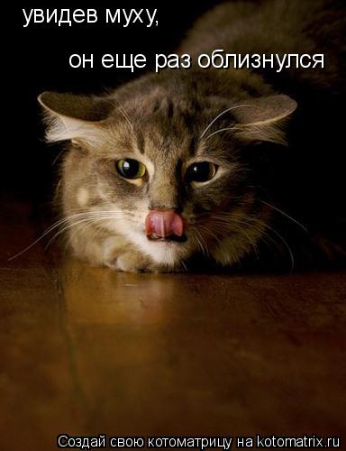 Котоматрица: он еще раз облизнулся увидев муху,