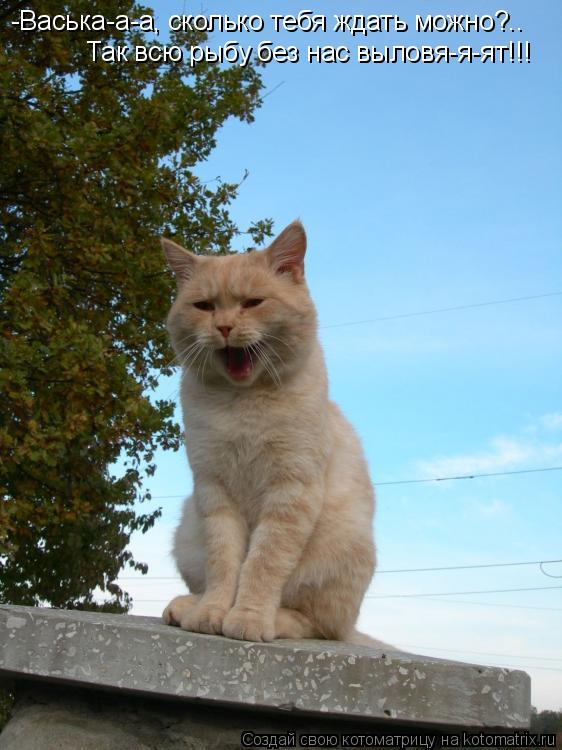 Котоматрица: -Васька-а-а, сколько тебя ждать можно?.. Так всю рыбу без нас выловя-я-ят!!!