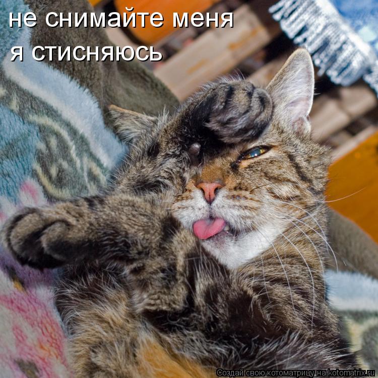 Котоматрица: не снимайте меня я стисняюсь
