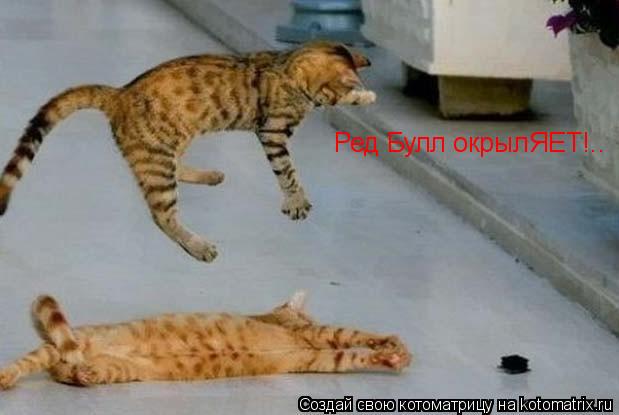 Котоматрица: Ред Булл окрылЯЕТ!..
