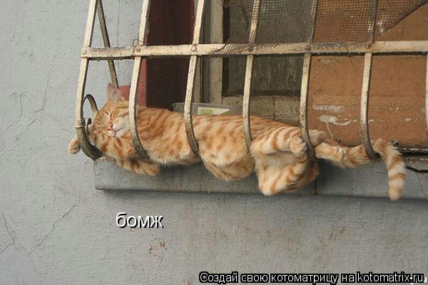 Котоматрица: бомж