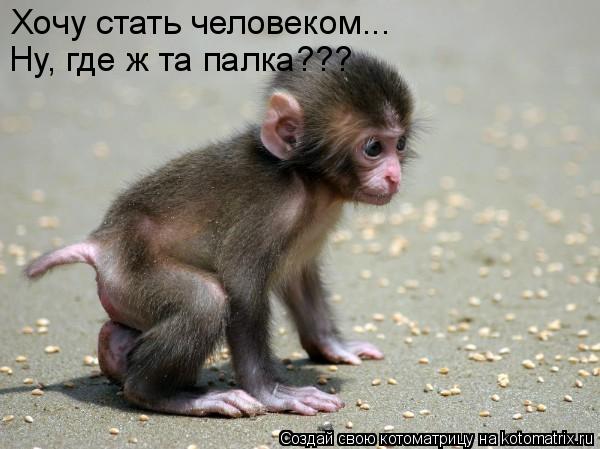 Хочу стать человеком... Ну, где ж та палка???... Котоматрица: Хочу стать человеком... Ну, где ж та палка???