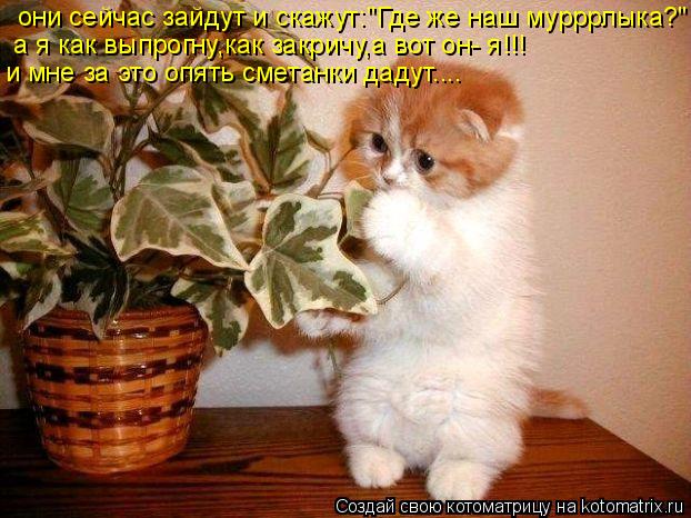 Котоматрица: они сейчас зайдут и скажут:"Где же наш мурррлыка?" а я как выпрогну,как закричу,а вот он- я!!! и мне за это опять сметанки дадут....