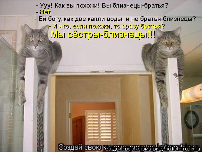 Котоматрица: - Ууу! Как вы похожи! Вы близнецы-братья?  - Нет.  - Ей богу, как две капли воды, и не братья-близнецы?  - И что, если похожи, то сразу братья? Мы сёс
