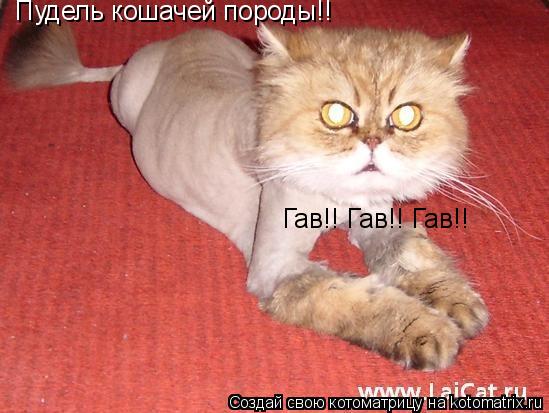 Котоматрица: Пудель кошачей породы!! Гав!! Гав!! Гав!!