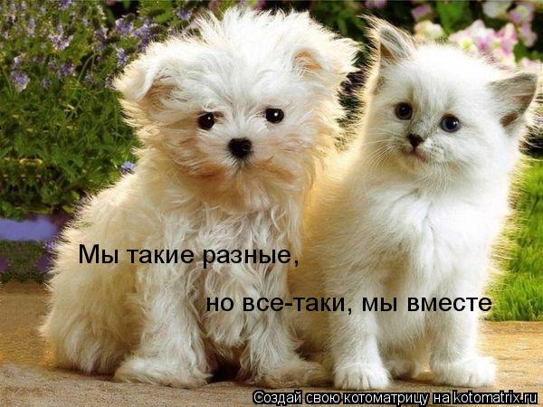 Мы такие разные, но все-таки, мы вместе... Котоматрица: Мы такие разные, но все-таки, мы вместе