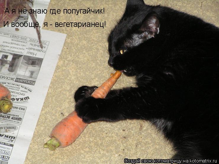 А я не знаю где попугайчик! И вообще, я - вегетарианец!... Котоматрица: А я не знаю где попугайчик! И вообще, я - вегетарианец!
