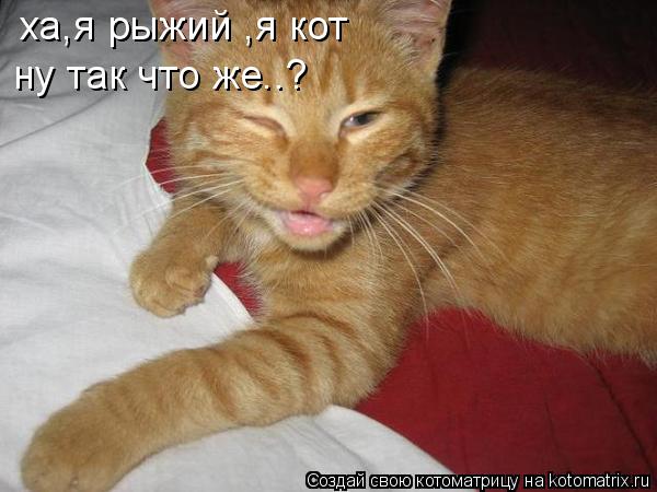 Котоматрица: ха,я рыжий ,я кот ну так что же..?