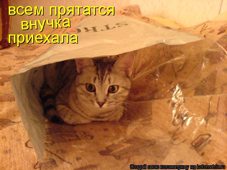 Котоматрица: всем прятатся внучка приехала