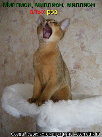 Котоматрица: Миллион, миллион, миллион алых роз