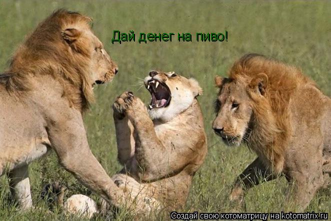 Котоматрица: Дай денег на пиво!