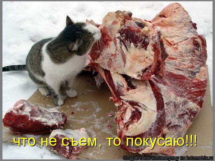 что не съем, то покусаю!!!... Котоматрица: что не съем, то покусаю!!!