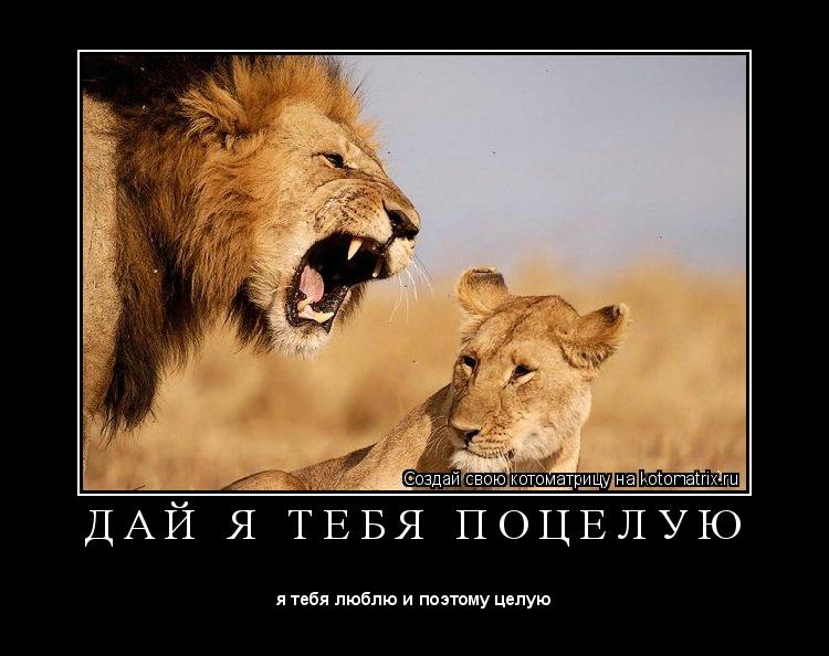 Котоматрица: Д А Й   Я   Т Е Б Я   П О Ц Е Л У Ю 