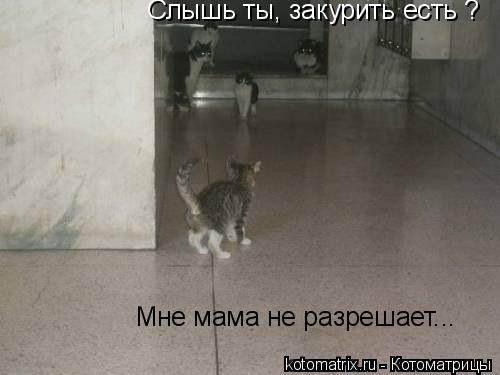 Котоматрица: Слышь ты, закурить есть ? Мне мама не разрешает...