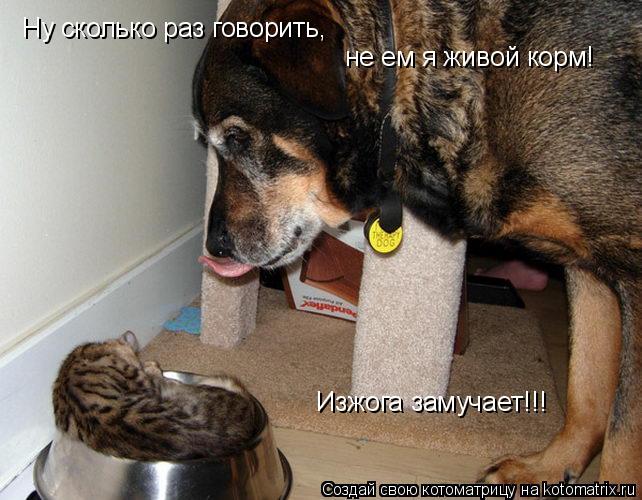 Ну сколько раз говорить, не ем я живой корм! Изжога замучает!!!... Котоматрица: Ну сколько раз говорить, не ем я живой корм! Изжога замучает!!!