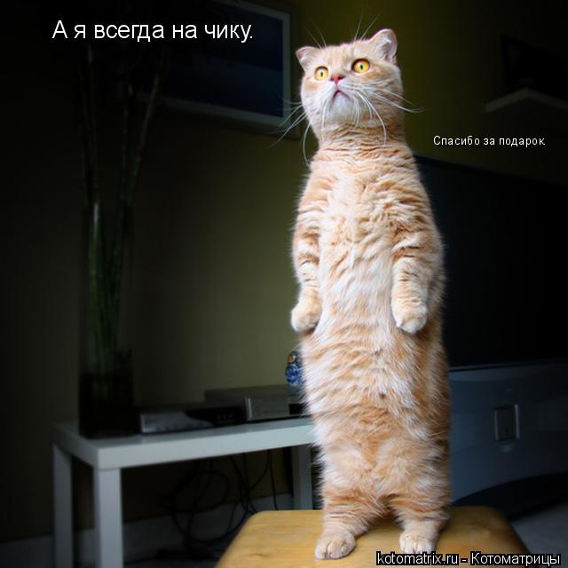 Котоматрица: А я всегда на чику. Спасибо за подарок.