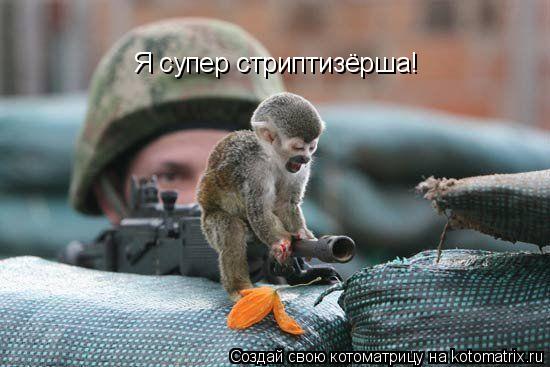Котоматрица: Я супер стриптизёрша!