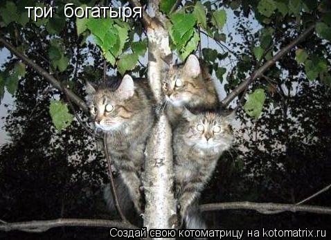 Котоматрица: три  богатыря
