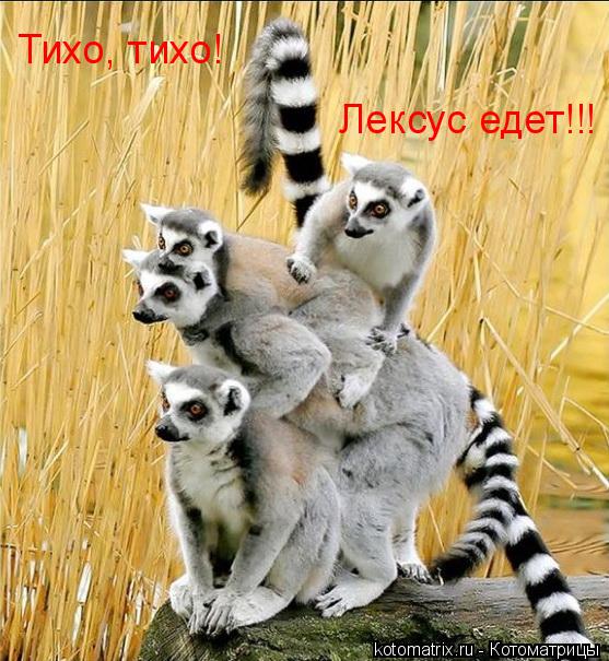 Тихо, тихо! Лексус едет!!!... Котоматрица: Тихо, тихо! Лексус едет!!!