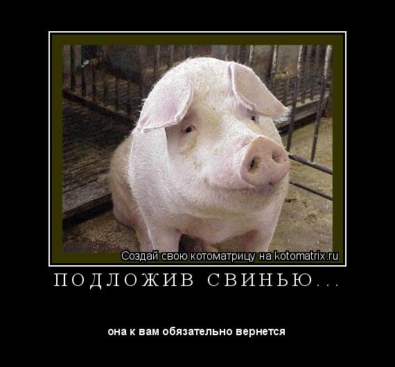 Котоматрица: П О Д Л О Ж И В   С В И Н Ь Ю . . . 