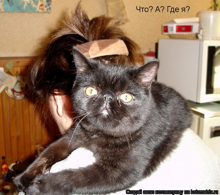 Котоматрица: Что? А? Где я?