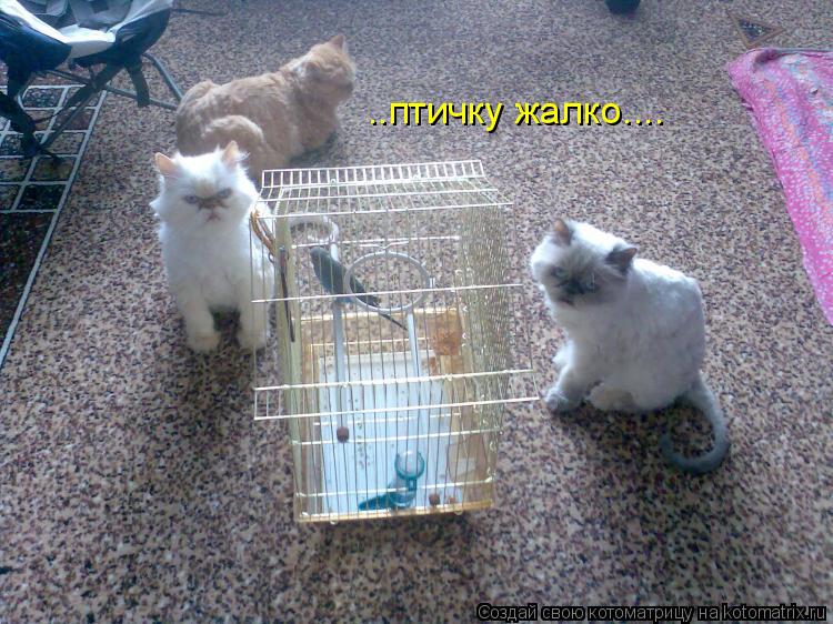 ..птичку жалко....... Котоматрица: ..птичку жалко....