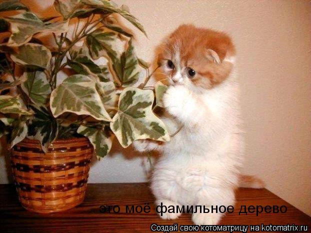 Котоматрица: это моё фамильное дерево