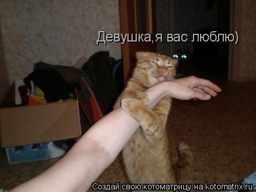 Девушка,я вас люблю)... Котоматрица: Девушка,я вас люблю)