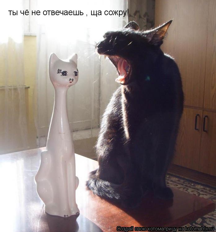 Котоматрица: ты чё не отвечаешь , ща сожру!