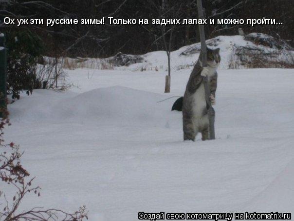 Котоматрица: Ох уж эти русские зимы! Только на задних лапах и можно пройти...