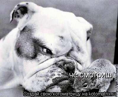 Котоматрица: чё смотриш