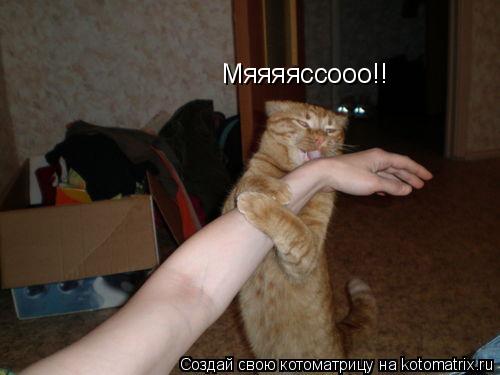 Котоматрица: Мяяяяссооо!!