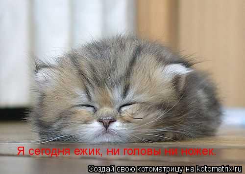 Я сегодня ежик, ни головы ни ножек.... Котоматрица: Я сегодня ежик, ни головы ни ножек.