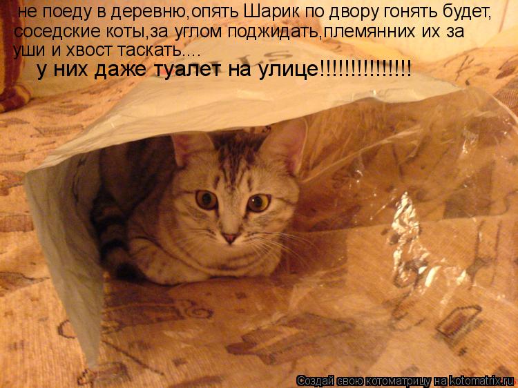 Котоматрица: не поеду в деревню,опять Шарик по двору гонять будет, соседские коты,за углом поджидать,племянних их за  уши и хвост таскать.... у них даже туа
