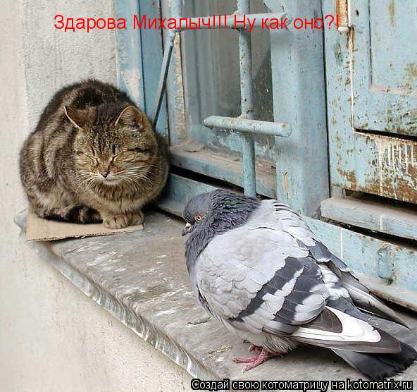 Котоматрица: Здарова Михалыч!!! Ну как оно?!